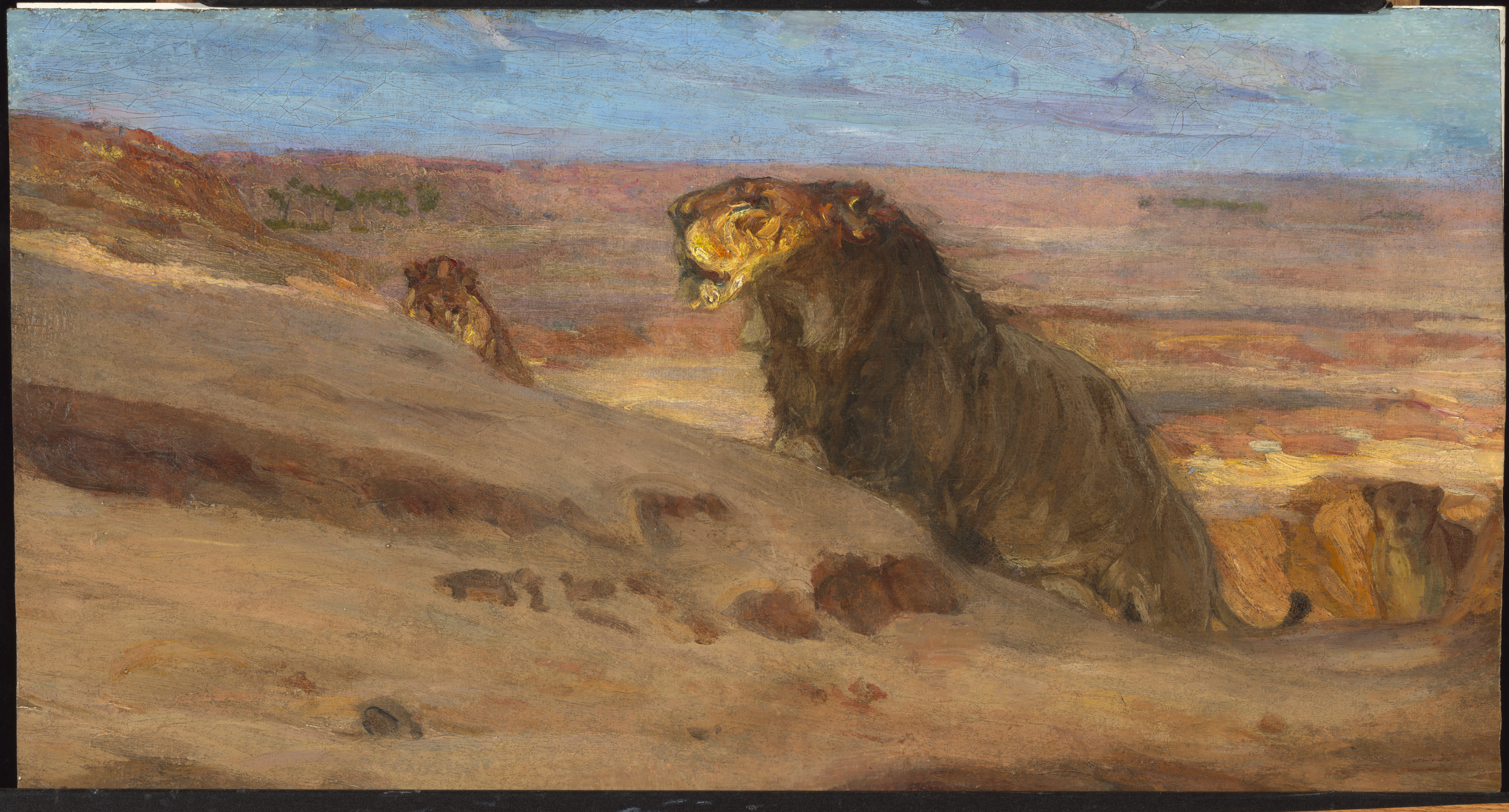Lions in the Desert
