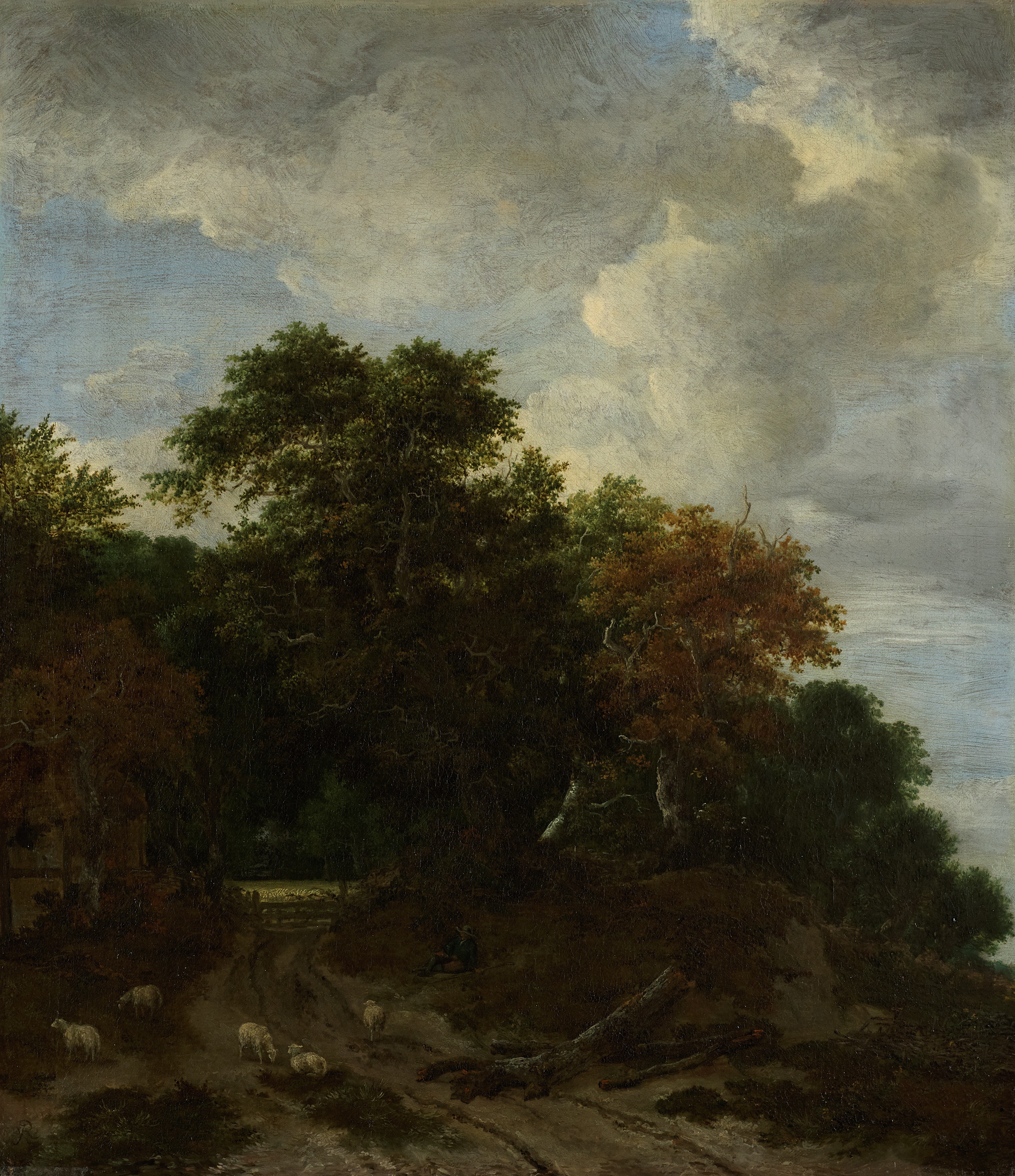 Forest Landscape