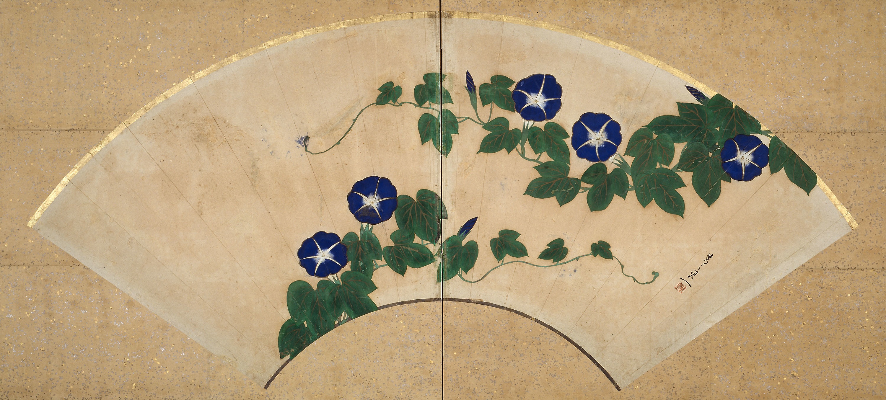 Morning Glories