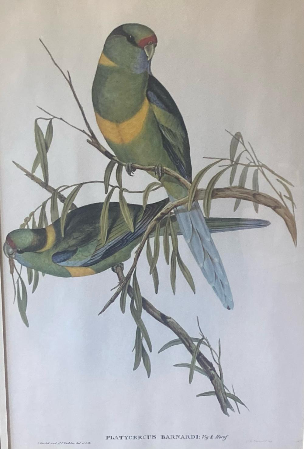 John Gould,(1804 - 1881)Mallee Ringneck Parrot,(Platycercus Barnardi) ,Coloured Lithograph